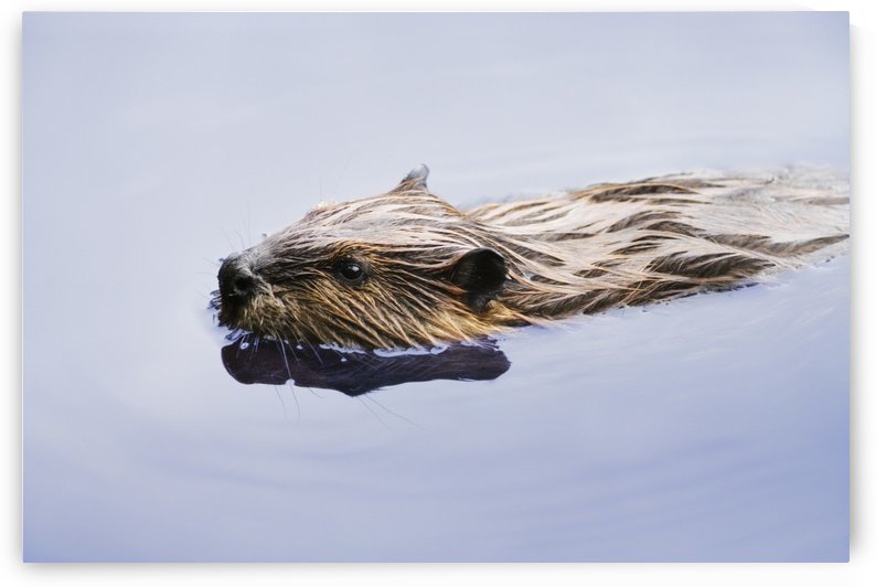 View Of Beaver, Chaudiere-Appalaches Region., Quebec, Canada by PacificStock