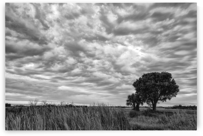 The Right Tree by Images By Jon Evan