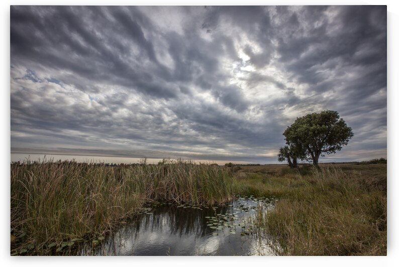 My Backyard by Images By Jon Evan