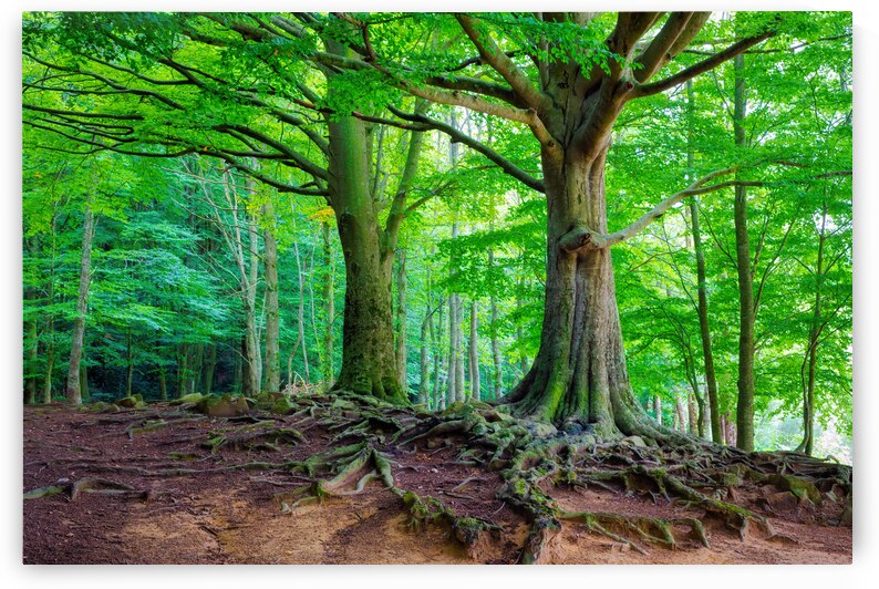 Mighty Beech Forest in Montseny - C1509-2774-GLA by JordiCarrio