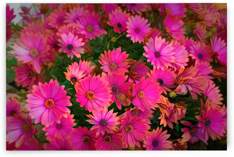 Bouquet of magenta daisies - CR2105 5278 PIN by JordiCarrio