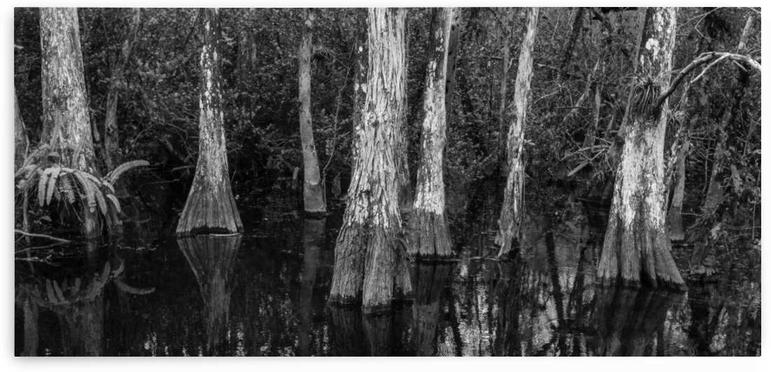 Cypress Elders by Images By Jon Evan