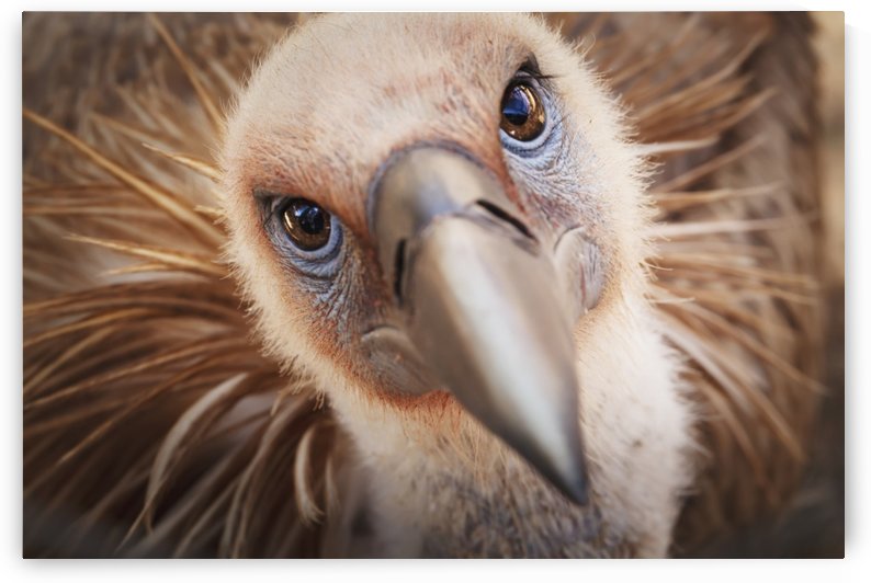 Griffon vulture (gyps fulvus);Israel by PacificStock