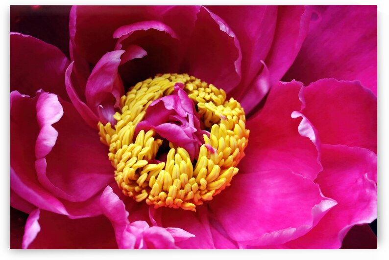 Magenta Red Double Peony Center by Deb Oppermann