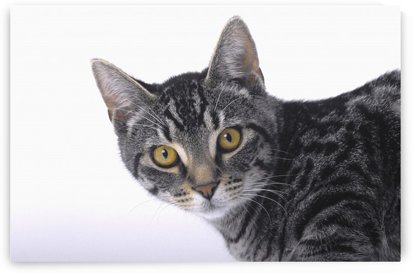 Portrait of a grey tabby cat;Vancouver british columbia canada by PacificStock