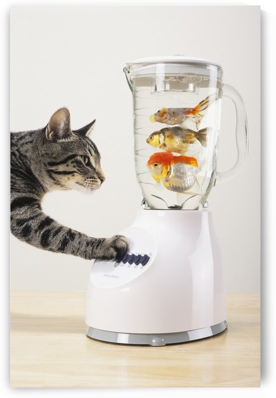 Grey tabby cat with paw on blender filled with goldfish;Vancouver british columbia canada by PacificStock