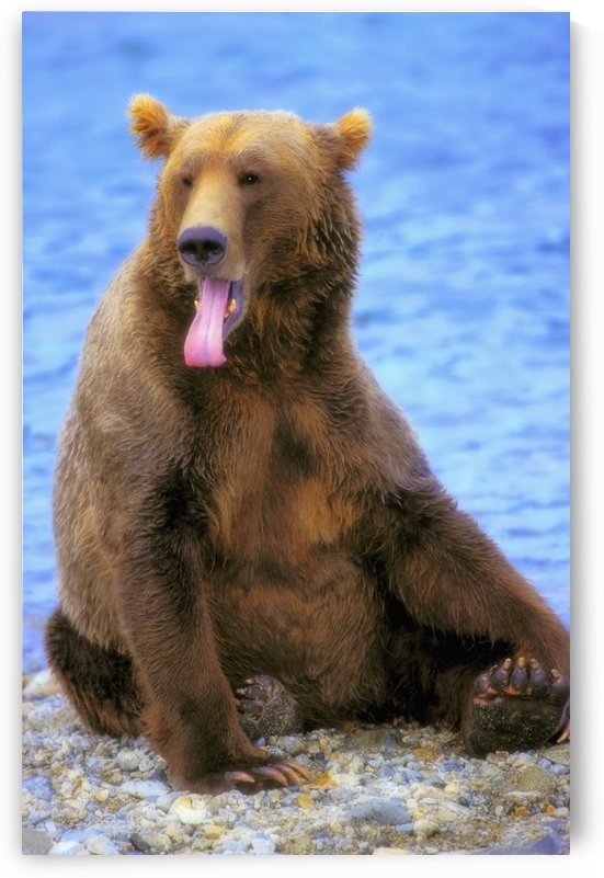 Yawning Grizzly Bear Sitting By Water's Edge;Alaska United States Of America by PacificStock