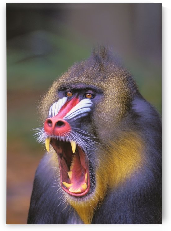 Roaring mandrill baboon;Florida united states of america by PacificStock