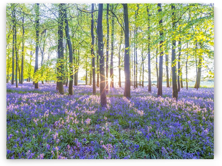Mesmerizing Bluebell Forest by Assaf Frank