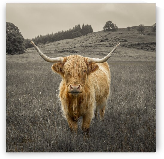 Guardians of the Highlands by Assaf Frank