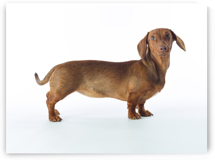 Lovable Dachshund by Assaf Frank