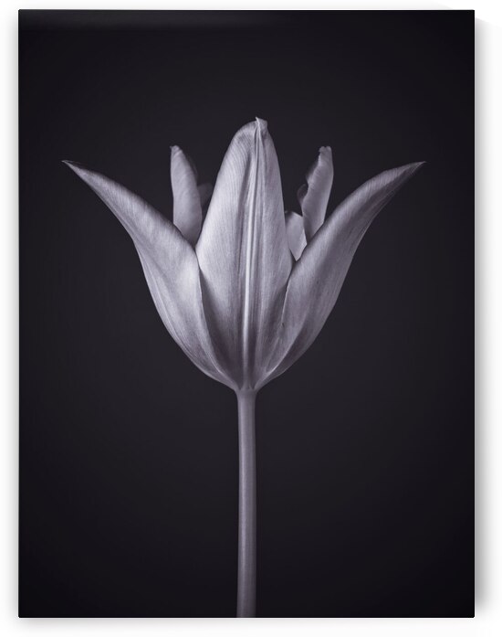 Blossom in Isolation by Assaf Frank