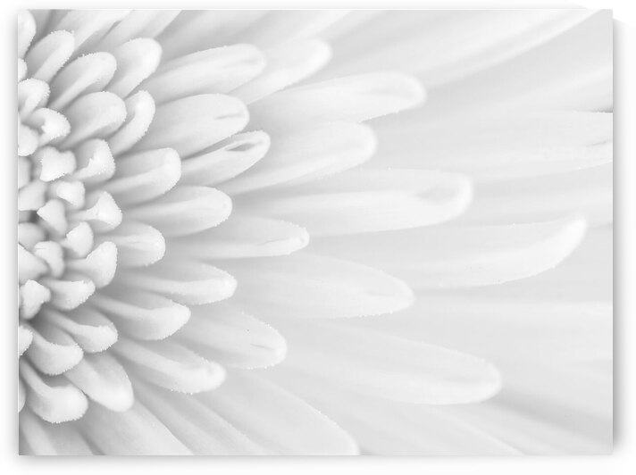Chrysanthemum Flower by Assaf Frank