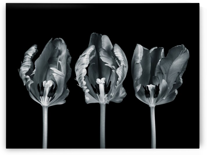 Three Rococo Tulip Flowers by Assaf Frank
