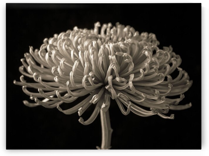 Enchanting Petals by Assaf Frank