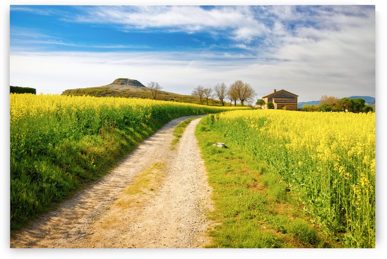 Rapeseed Fields in Full Bloom - CR2204-7070-ORT by JordiCarrio