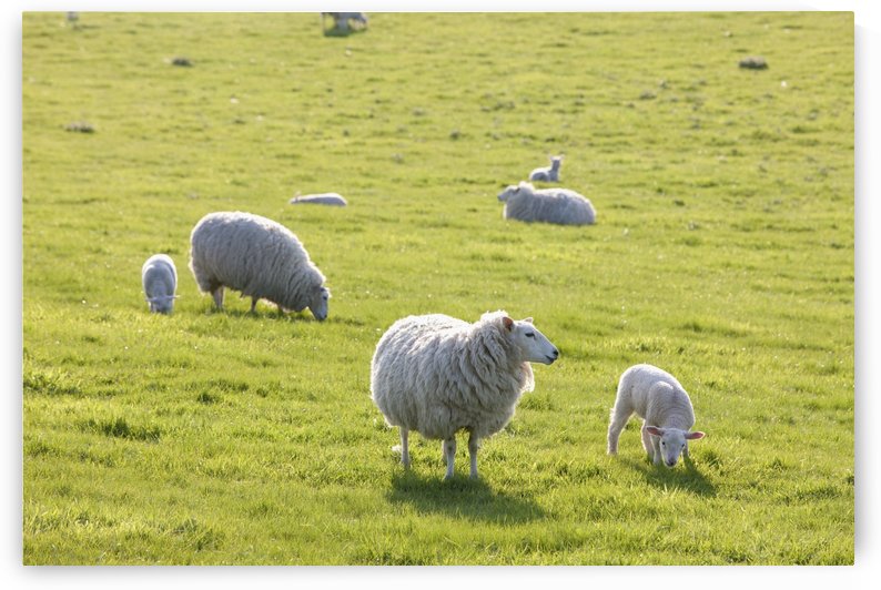 Sheep in a field in the typical English countryside of rolling hills around village of Kingston Deverill; West Wiltshire, England by PacificStock