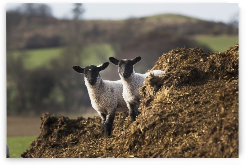 Two sheep standing together looking at the camera; Northumberland, England by PacificStock