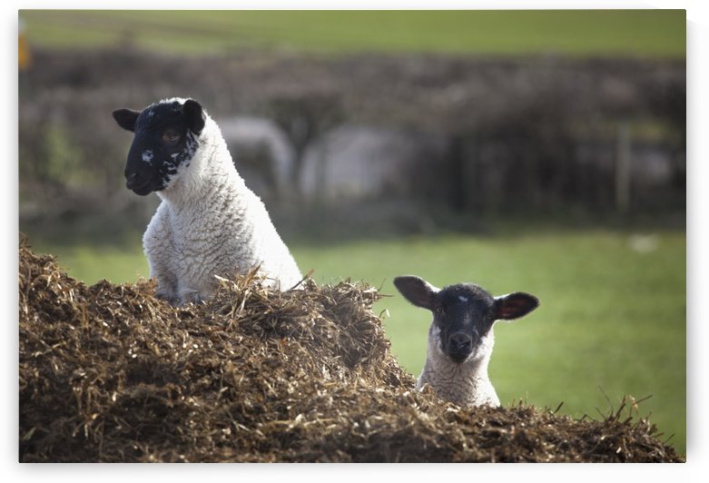 Two sheep looking up over the top of a hill; Northumberland, England by PacificStock