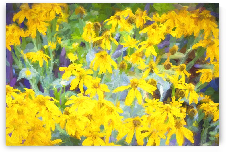 Yellow Coneflowers Echinacea X100  by Rich Franco