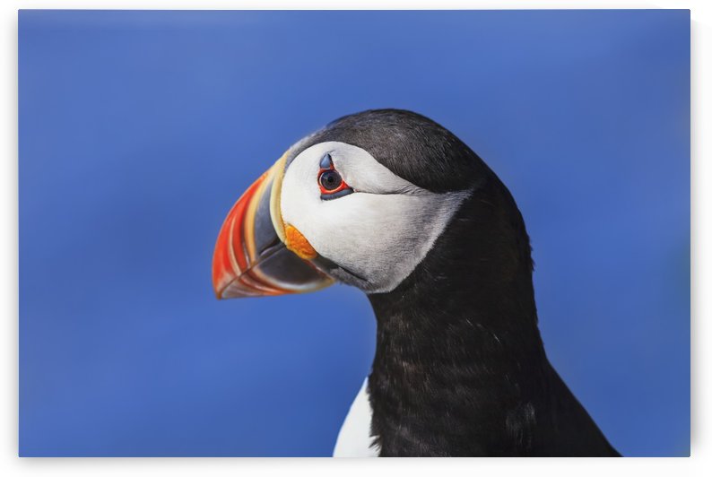 Close up of Atlantic Puffin (Fratercula arctica) at Ile aux Perroquets, Mingan Archipelago National Park Reserve of Canada, Cote-Nord, Duplessis region; Quebec, Canada by PacificStock