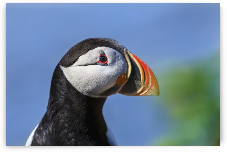 Close up of Atlantic Puffin (Fratercula arctica) at Ile aux Perroquets, Mingan Archipelago National Park Reserve of Canada, Cote-Nord, Duplessis region; Quebec, Canada by PacificStock