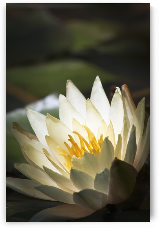 Water lily blooms in a pond; Astoria, Oregon, United States of America by PacificStock