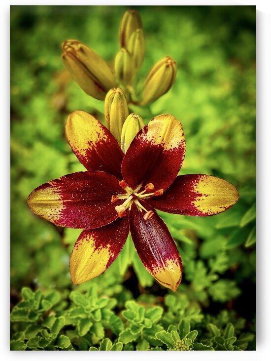 Summer in Full Bloom by J Gilbert Photography