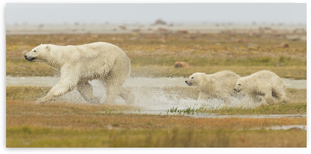 Белый медведь Ursus maritimus. Polar Bear Running. Белый медведь 2 литра. Белый медведь (Ursus maritimus) картинки для детей. Белый медведь бег