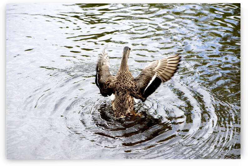 Canard envol by Melissa Lefebvre