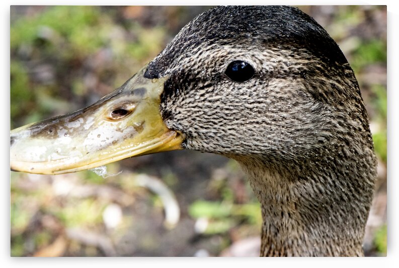 Canard Macro by Melissa Lefebvre