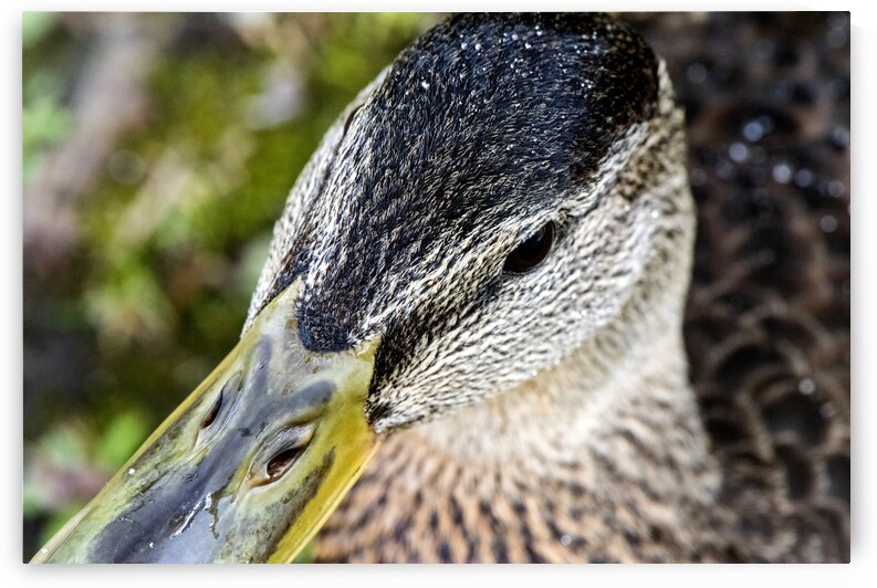Jolie petit canard du Quebec by Melissa Lefebvre
