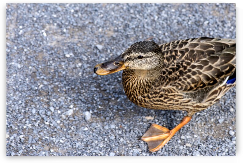 Canard perdu  by Melissa Lefebvre