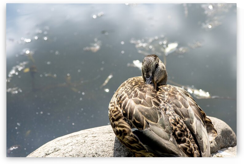 Canard qui flane by Melissa Lefebvre