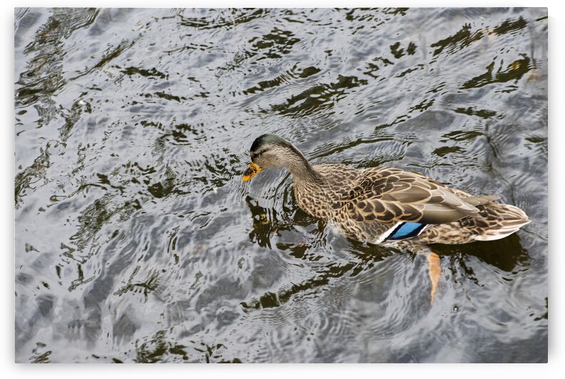 Grand Navigateur du Quebec by Melissa Lefebvre