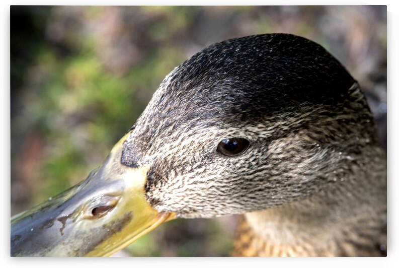 Macro canard by Melissa Lefebvre