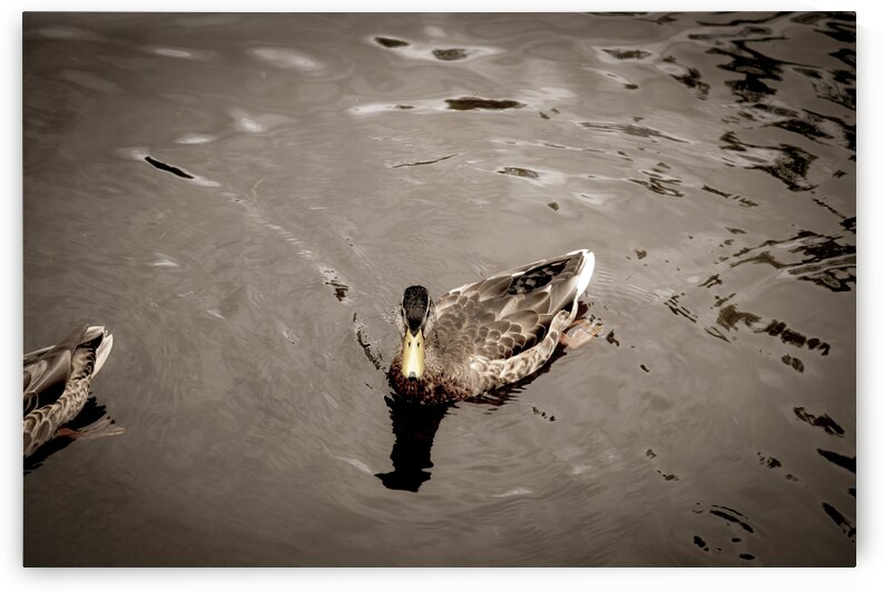 Canard style sepia by Melissa Lefebvre