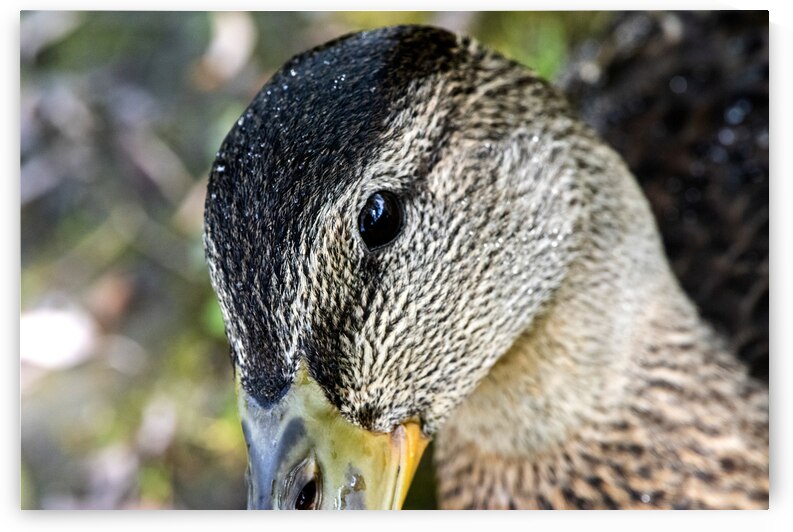 Le regard du canard  by Melissa Lefebvre