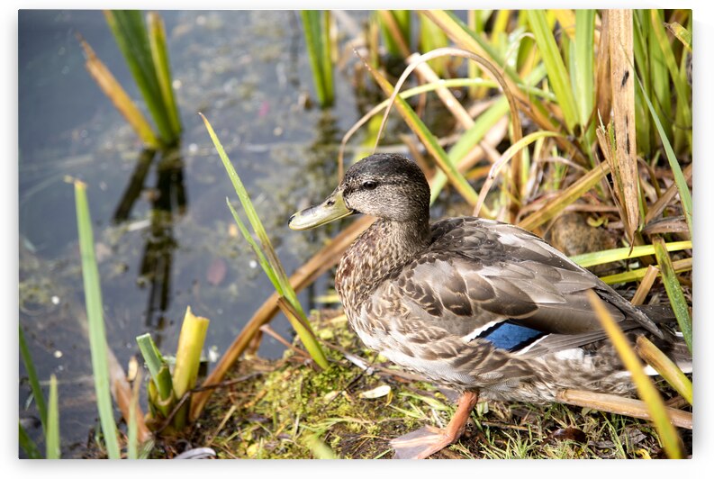 Belle journee au soleil by Melissa Lefebvre