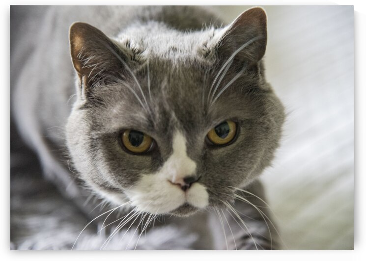 Chat adorable by Melissa Lefebvre