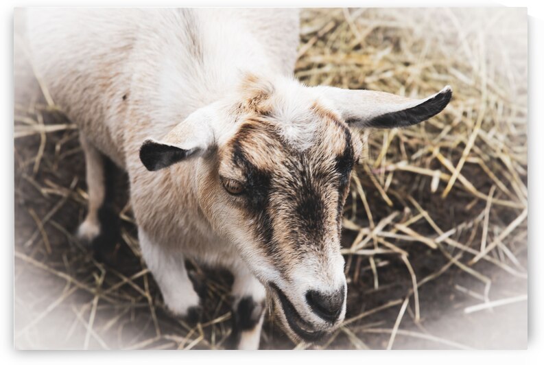 A la ferme by Melissa Lefebvre