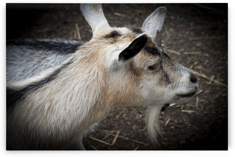 Chevre et compagnon by Melissa Lefebvre