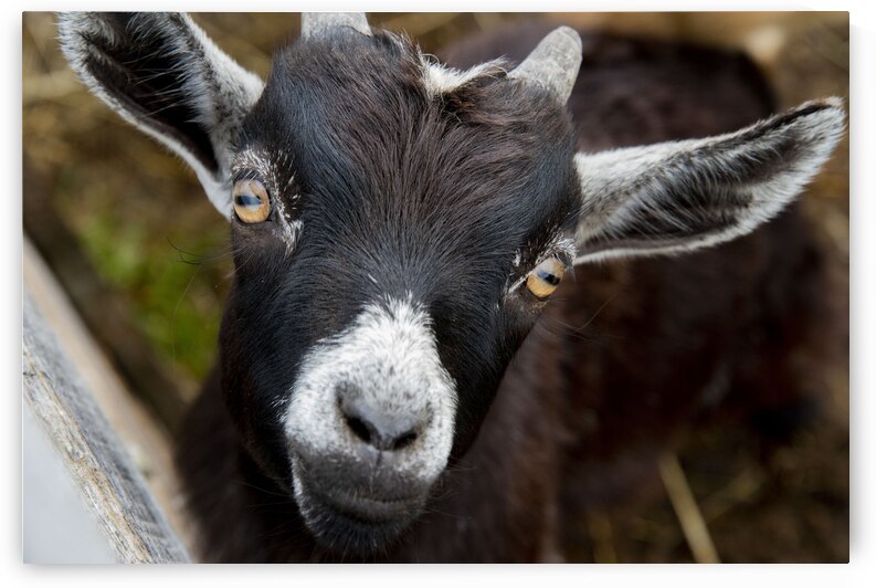 Chevre macro by Melissa Lefebvre