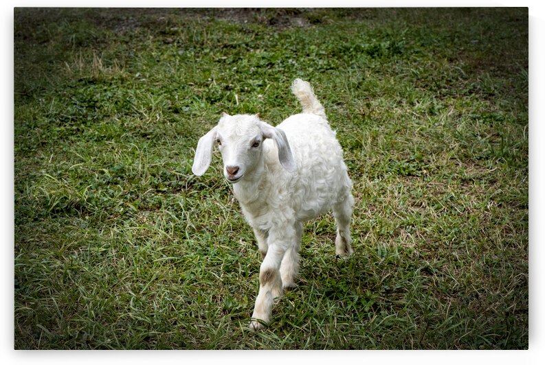 Chevreau en balade by Melissa Lefebvre