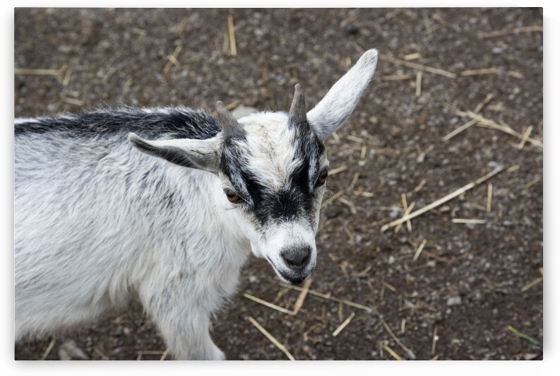 Chevreau a la ferme by Melissa Lefebvre