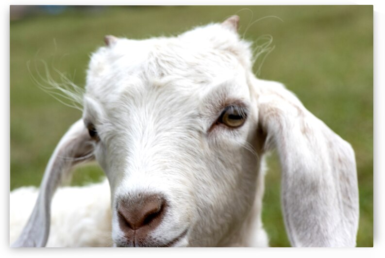 Chevre blance de M. Seguin  by Melissa Lefebvre