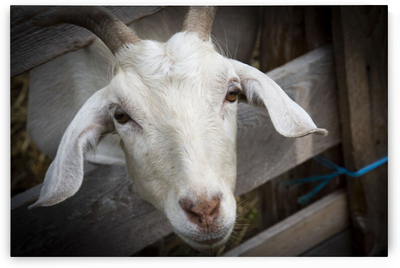 Chevre et desepoire by Melissa Lefebvre