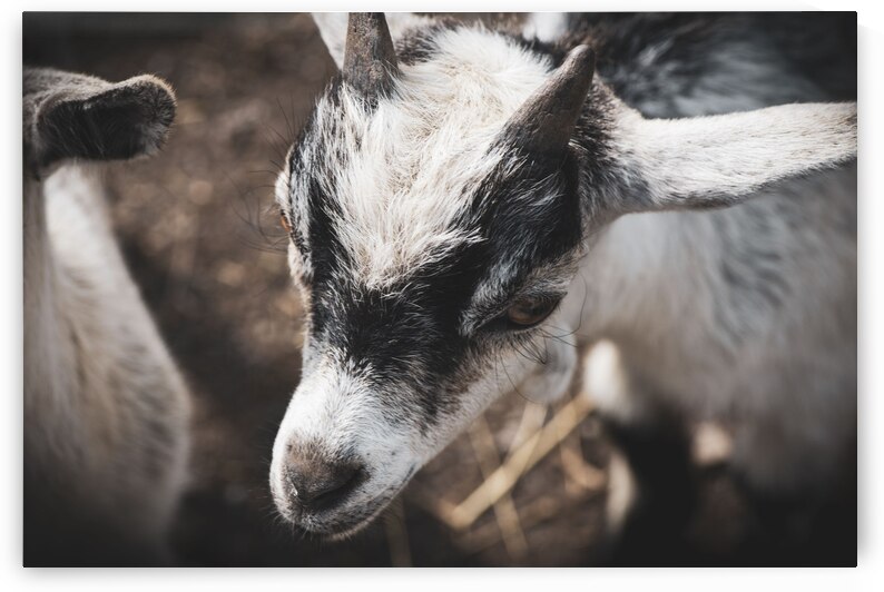 Nouveau bebe chevreau by Melissa Lefebvre