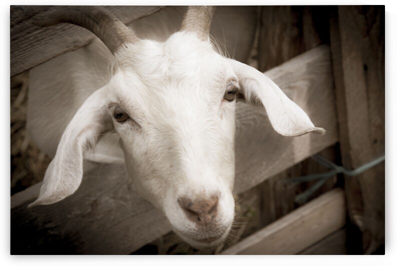 Chevre et desepoire sepia by Melissa Lefebvre