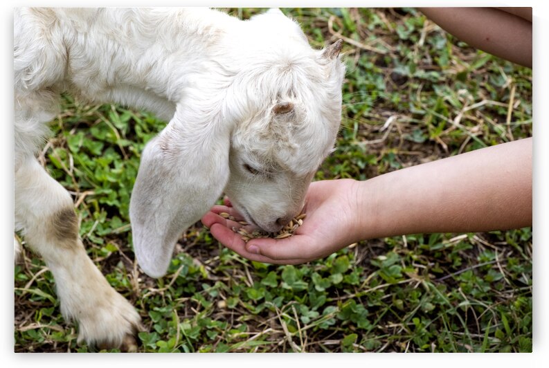 Chevre a la ferme by Melissa Lefebvre